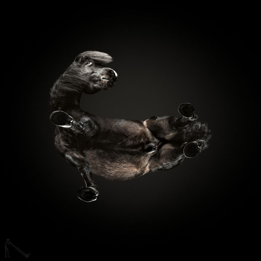 Under-horse: I Photograph Horses From Underneath