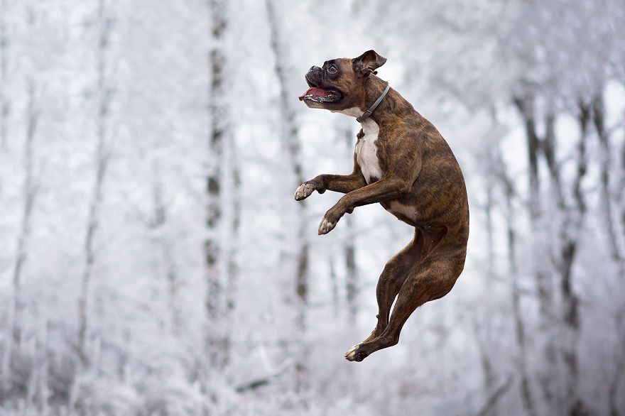 Meet Strawberry The Most Expressive Boxer Who Loves Hiking Meet Strawberry The Most Expressive Boxer Who Loves Hiking