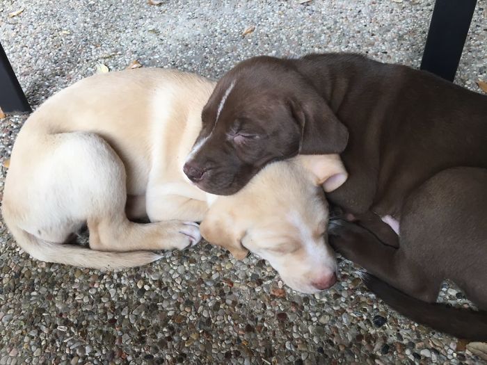 Vicious Pit Bull Attack