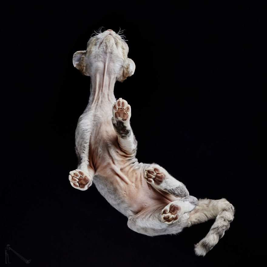 Under-cats 2. I Photograph Cats From Underneath