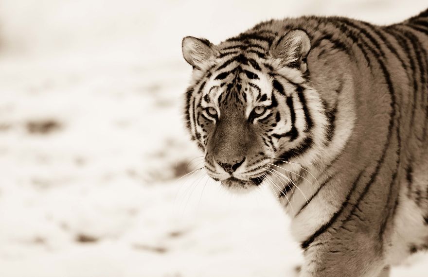 Big Cats: I&rsquo;ve Spent 10 Years Photographing These Wild And Loving Creatures (Part 3)