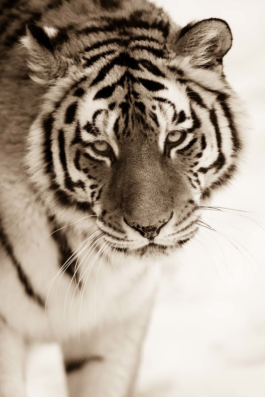 Big Cats: I&rsquo;ve Spent 10 Years Photographing These Wild And Loving Creatures (Part 3)