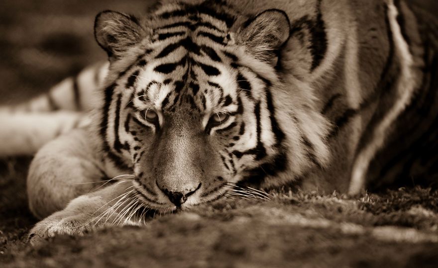 Big Cats: I&rsquo;ve Spent 10 Years Photographing These Wild And Loving Creatures (Part 3)