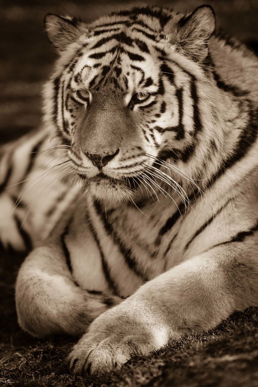 Big Cats: I&rsquo;ve Spent 10 Years Photographing These Wild And Loving Creatures (Part 3)