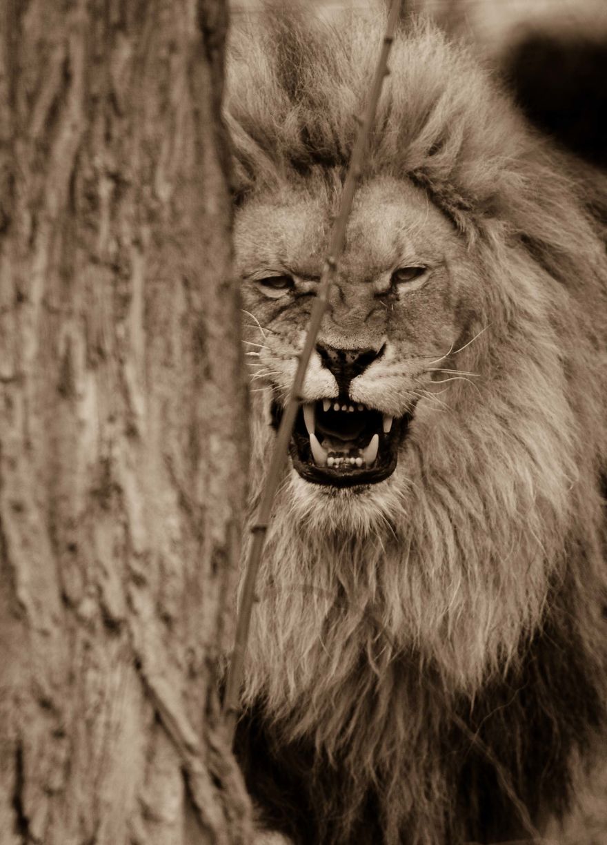 Big Cats: I&rsquo;ve Spent 10 Years Photographing These Wild And Loving Creatures (Part 3)