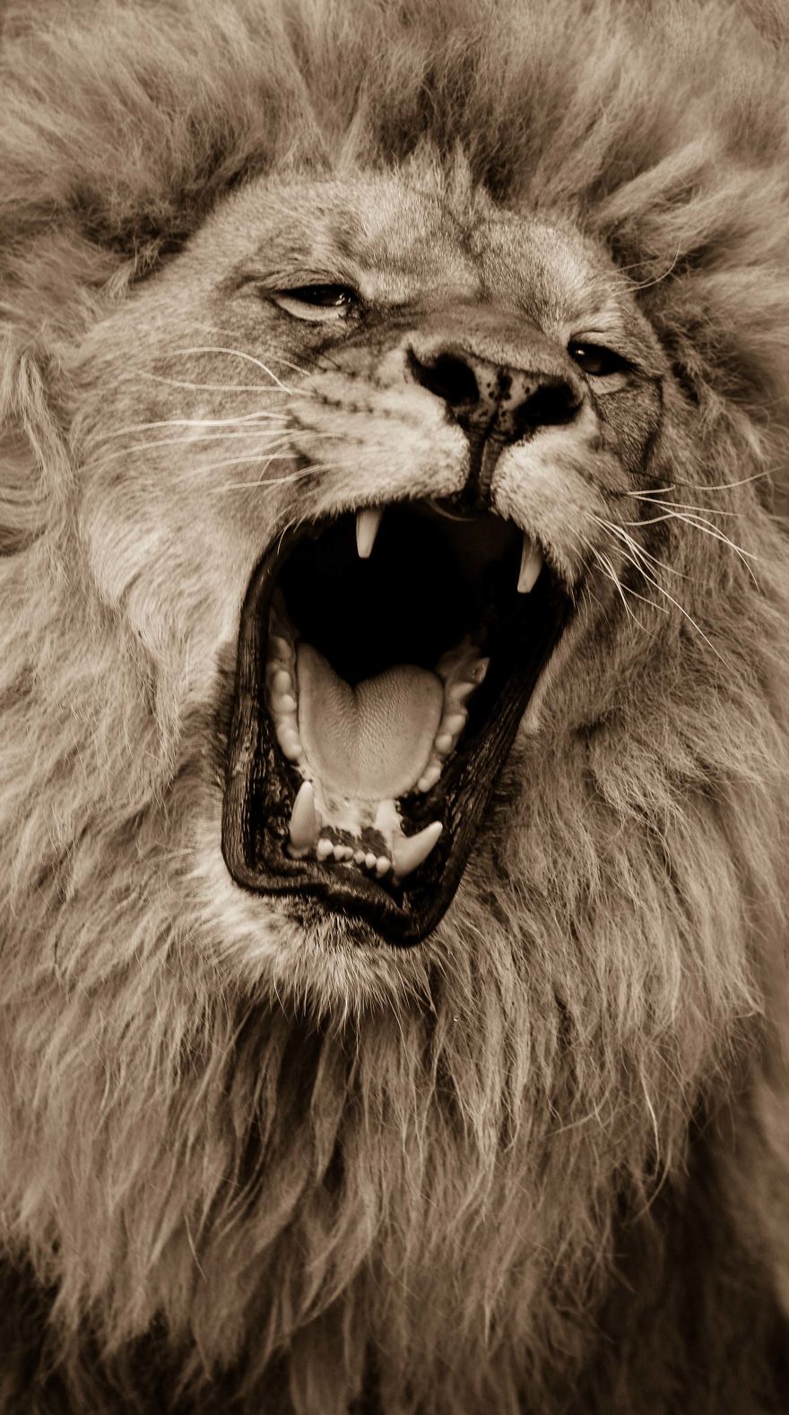 Big Cats: I&rsquo;ve Spent 10 Years Photographing These Wild And Loving Creatures (Part 3)