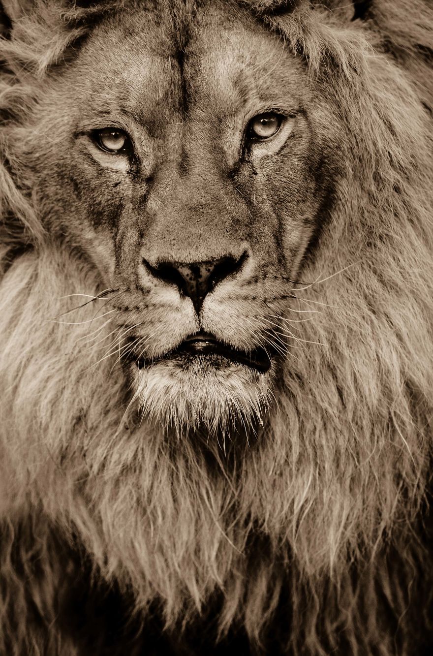 Big Cats: I&rsquo;ve Spent 10 Years Photographing These Wild And Loving Creatures (Part 3)