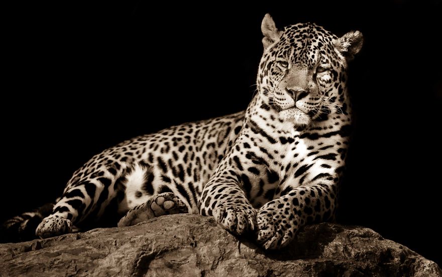 Big Cats: I&rsquo;ve Spent 10 Years Photographing These Wild And Loving Creatures (Part 3)
