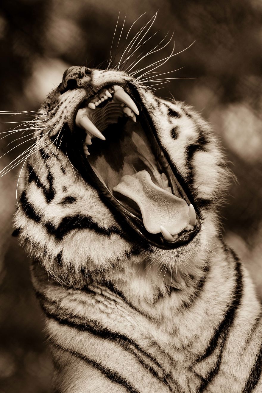 Big Cats: I&rsquo;ve Spent 10 Years Photographing These Wild And Loving Creatures (Part 3)