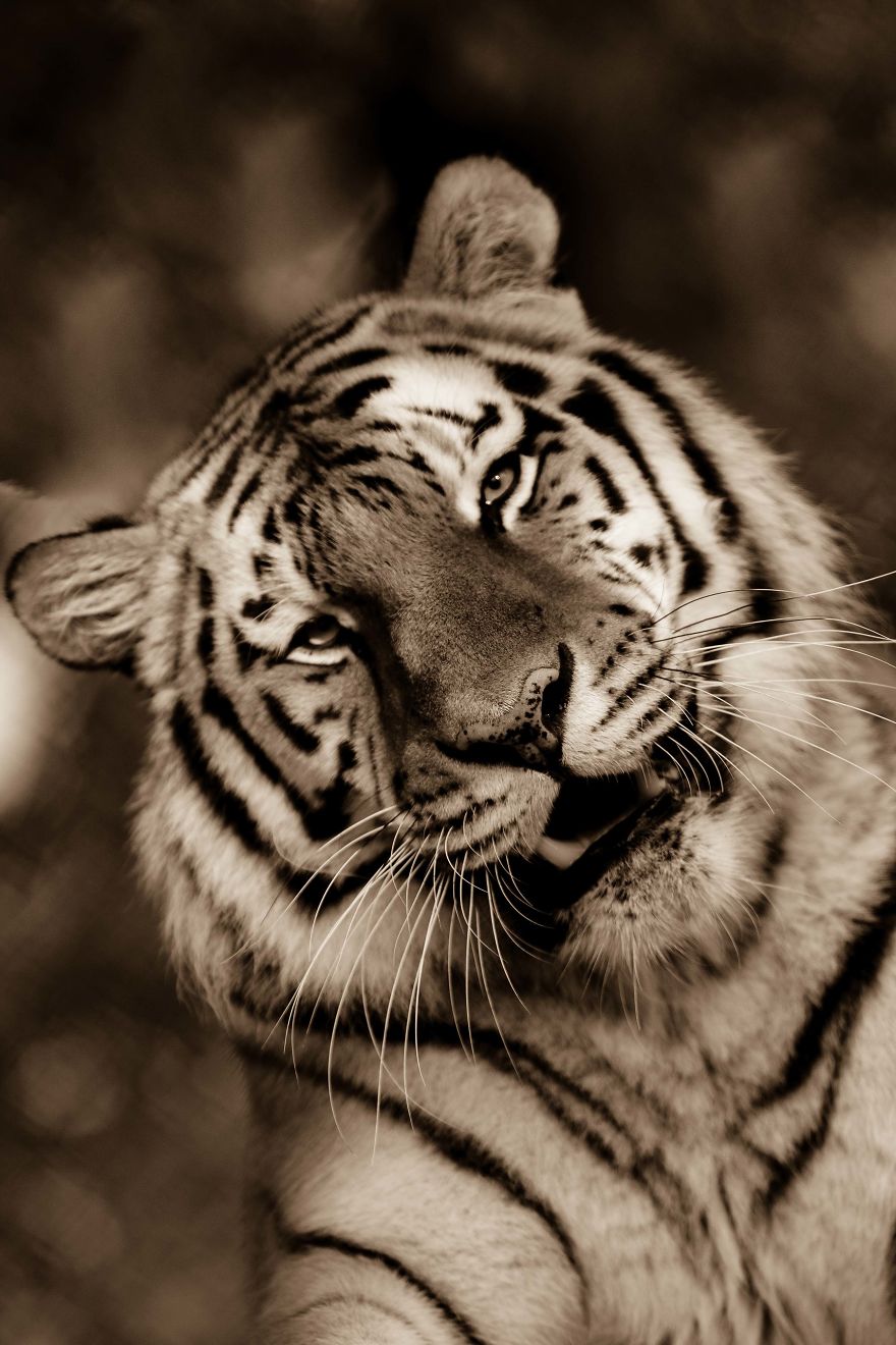 Big Cats: I&rsquo;ve Spent 10 Years Photographing These Wild And Loving Creatures (Part 3)