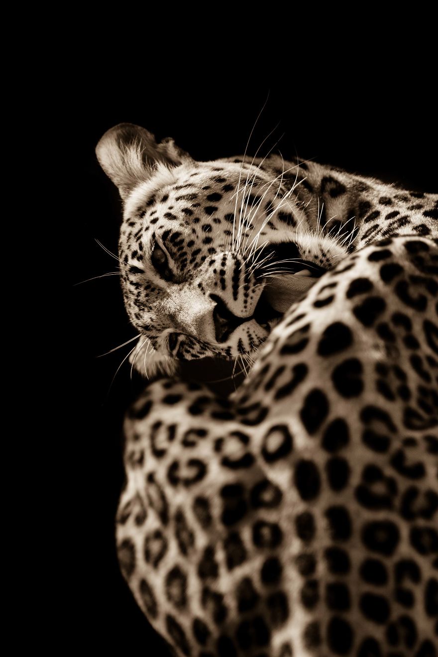 Big Cats: I&rsquo;ve Spent 10 Years Photographing These Wild And Loving Creatures (Part 3)