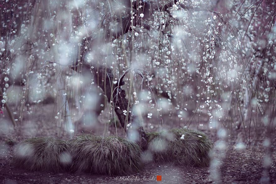 I Captured Plum Bloom In Japan