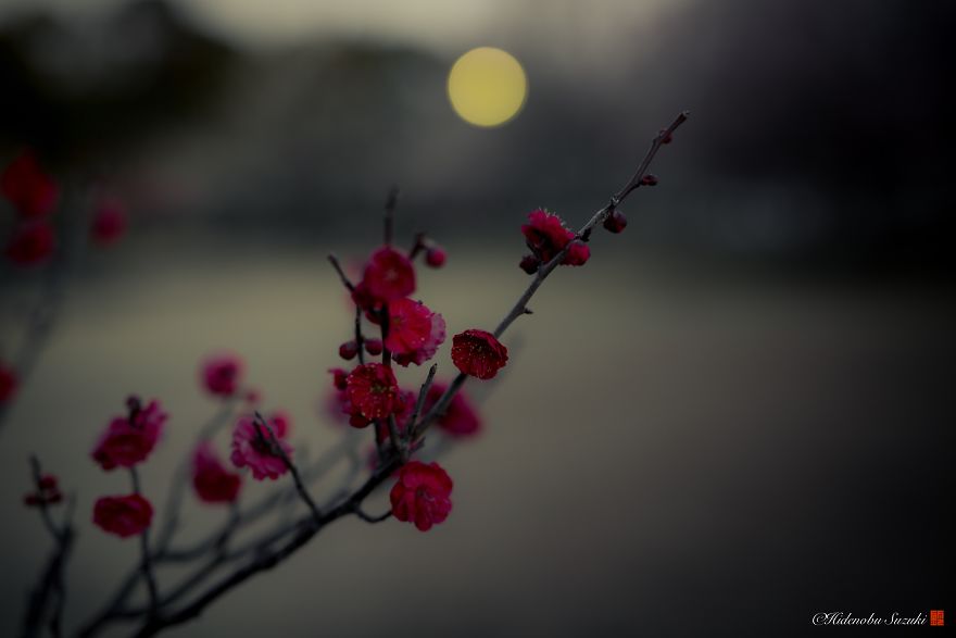 I Captured Plum Bloom In Japan