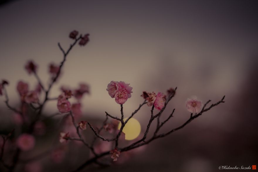 I Captured Plum Bloom In Japan