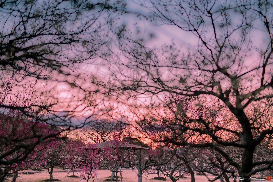 I Captured Plum Bloom In Japan