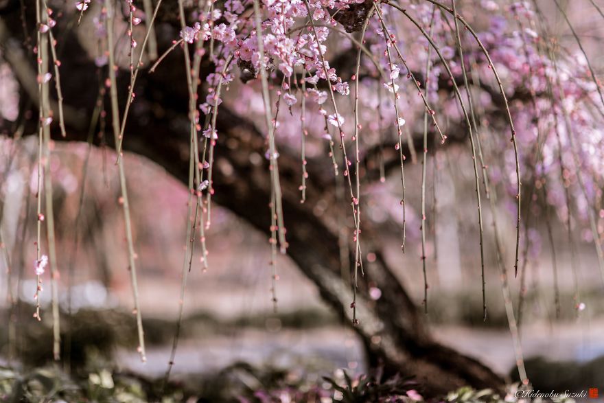I Captured Plum Bloom In Japan