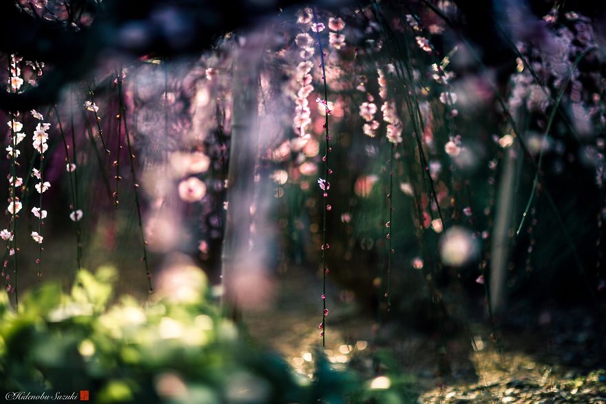 I Captured Plum Bloom In Japan