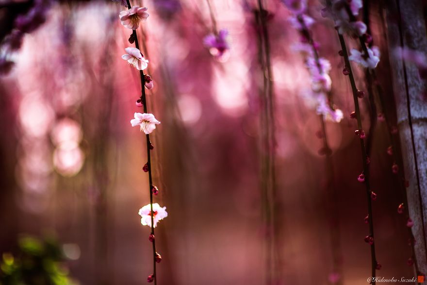 I Captured Plum Bloom In Japan