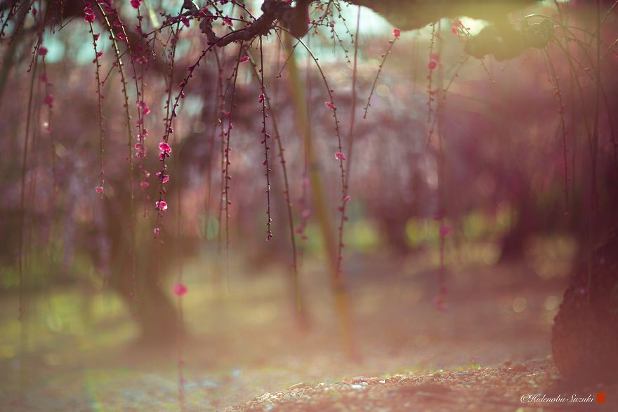 I Captured Plum Bloom In Japan