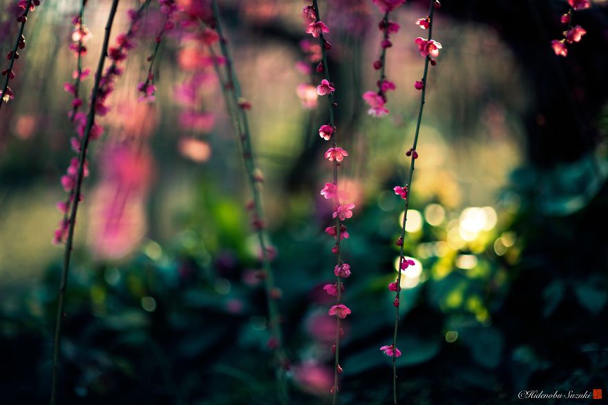 I Captured Plum Bloom In Japan