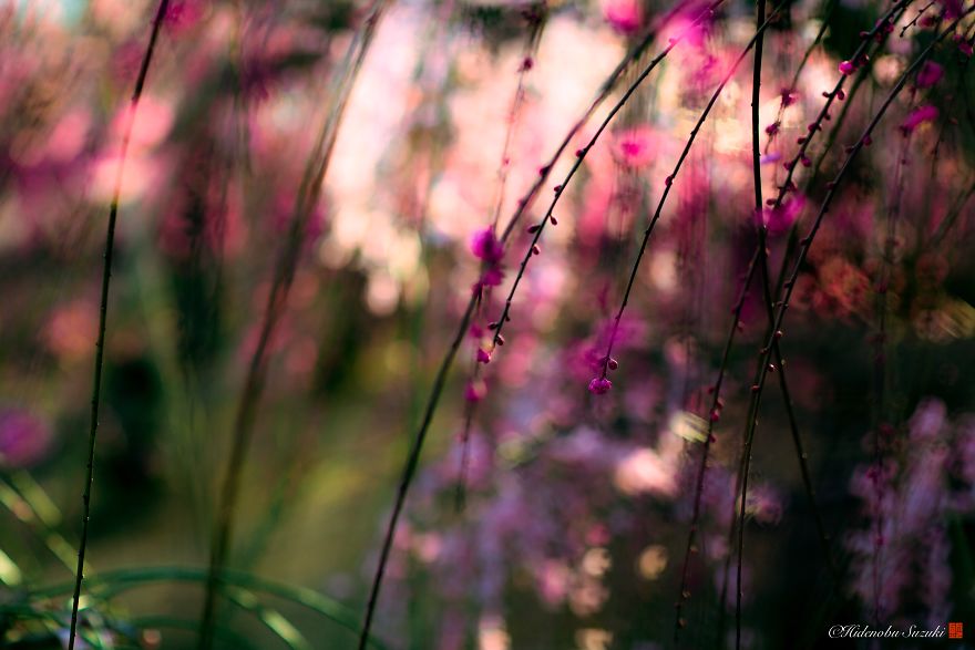 I Captured Plum Bloom In Japan
