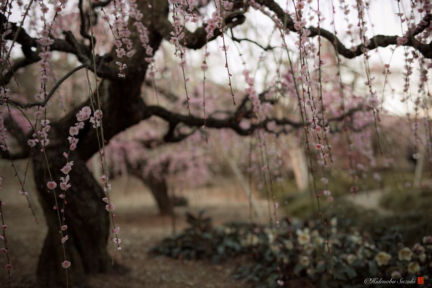 I Captured Plum Bloom In Japan