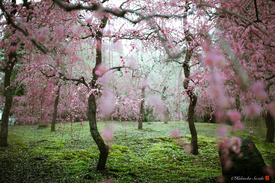 I Captured Plum Bloom In Japan