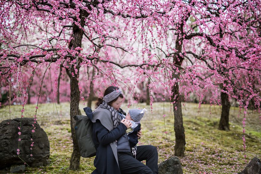 I Captured Plum Bloom In Japan