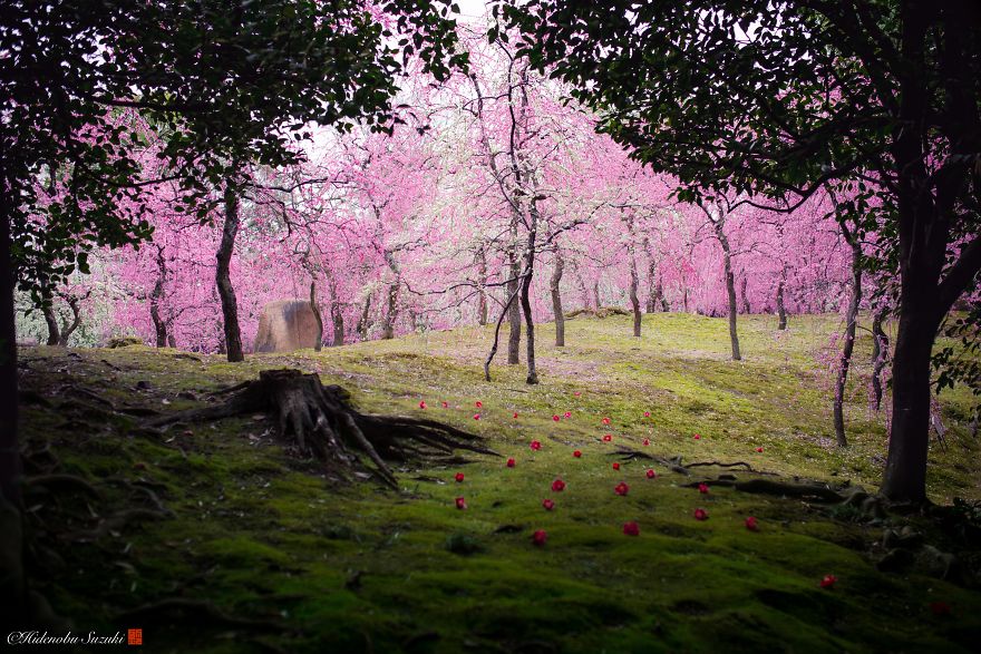 I Captured Plum Bloom In Japan