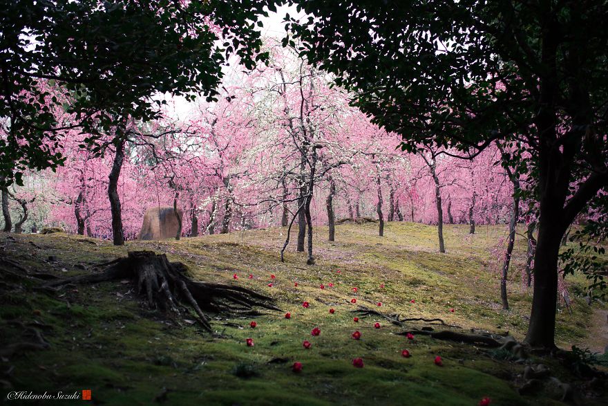 I Captured Plum Bloom In Japan
