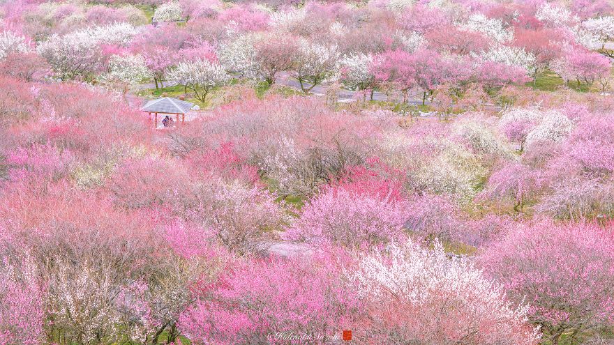 I Captured Plum Bloom In Japan