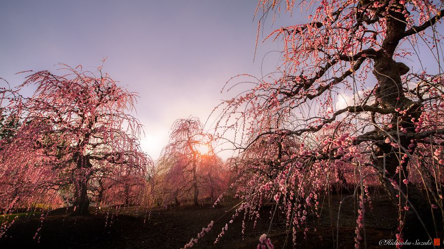 I Captured Plum Trees Blooming In Japan