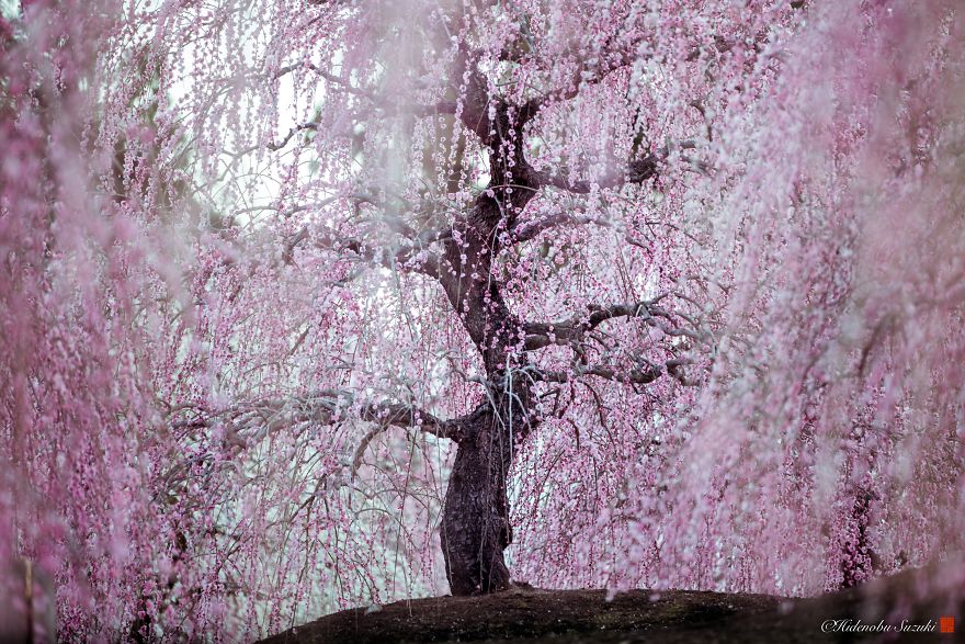 I Captured Plum Trees Blooming In Japan