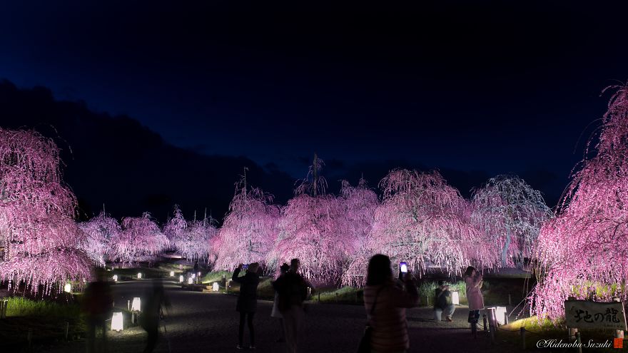 I Captured Plum Trees Blooming In Japan
