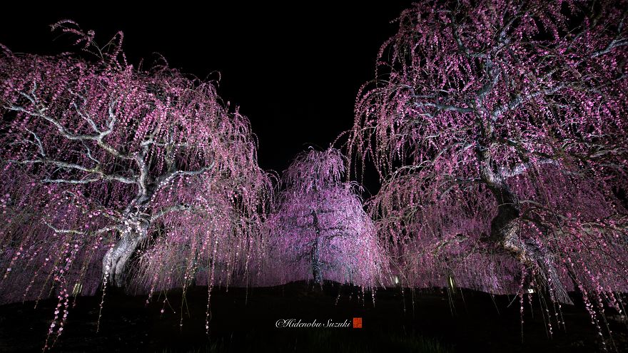 I Captured Plum Trees Blooming In Japan
