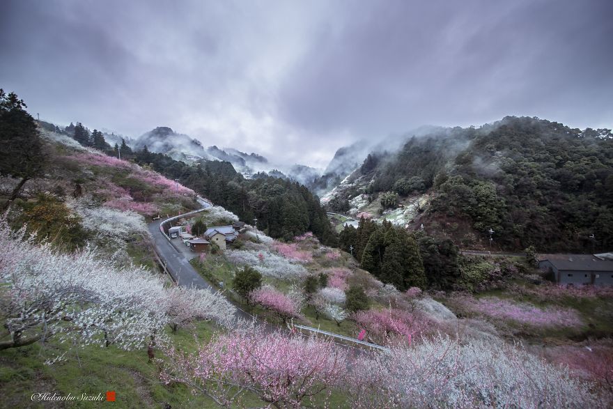 I Captured Plum Trees Blooming In Japan