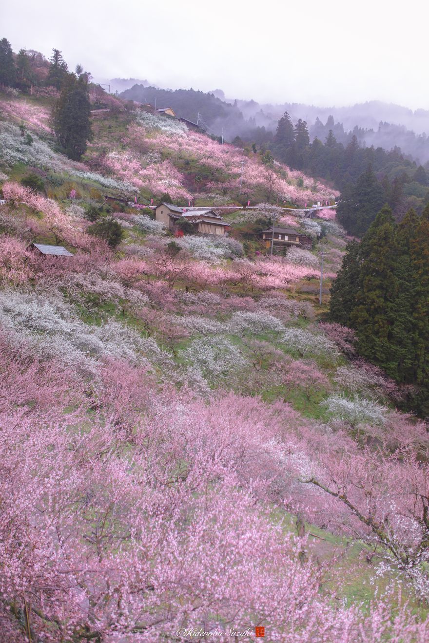 I Captured Plum Trees Blooming In Japan