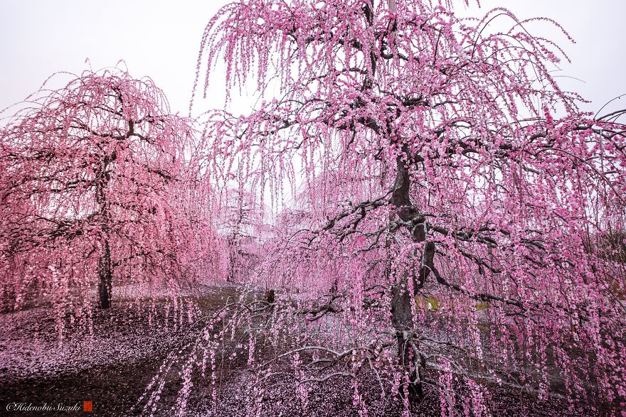 I Captured Plum Trees Blooming In Japan
