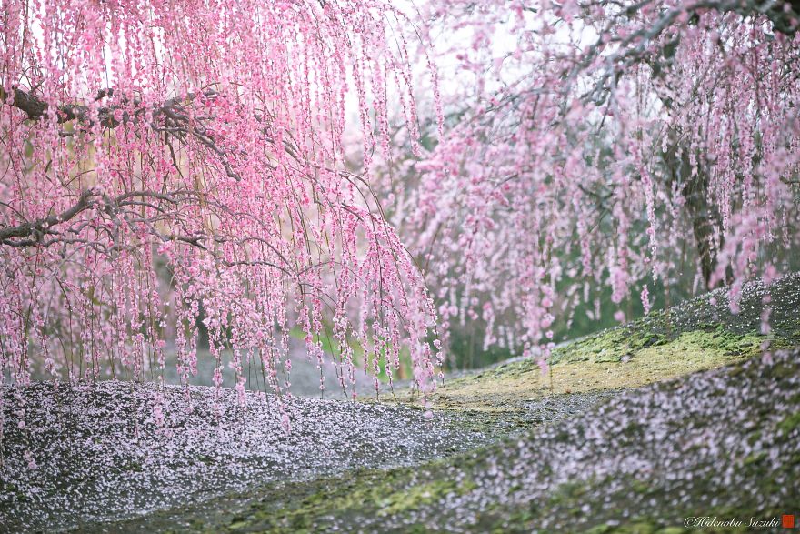I Captured Plum Trees Blooming In Japan