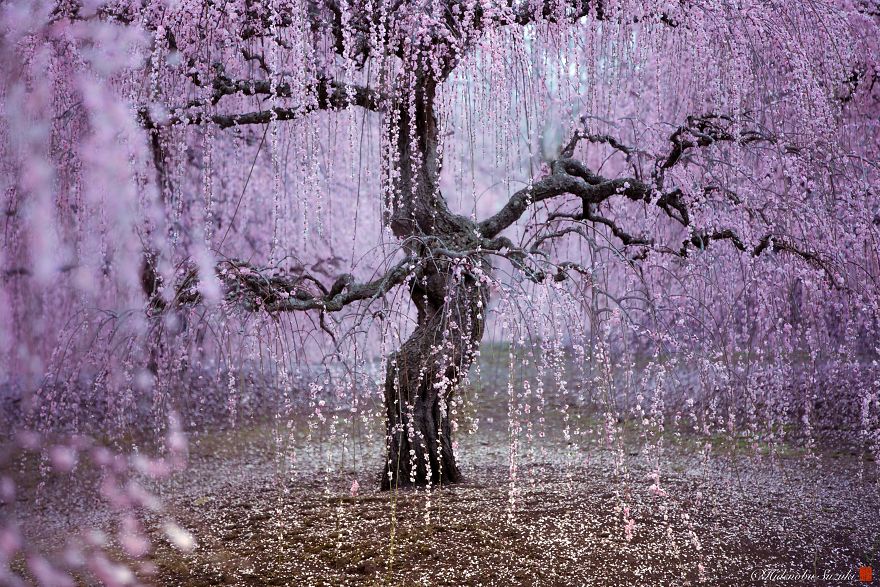 I Captured Plum Trees Blooming In Japan