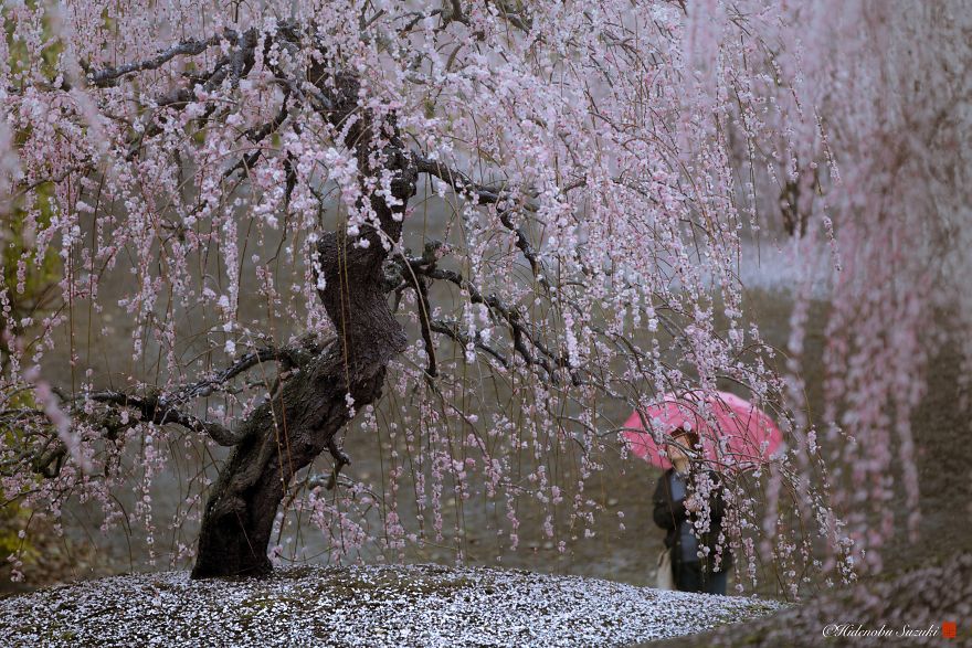 I Captured Plum Trees Blooming In Japan