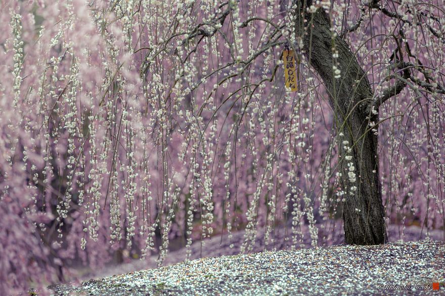 I Captured Plum Trees Blooming In Japan