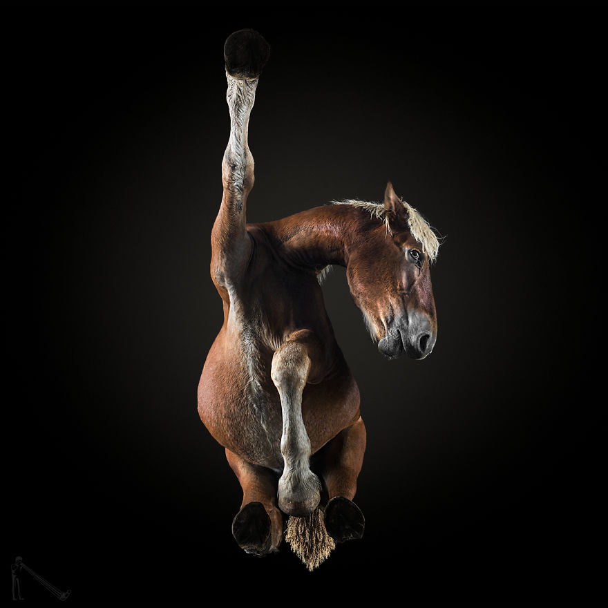 Under-horse: I Photograph Horses From Underneath