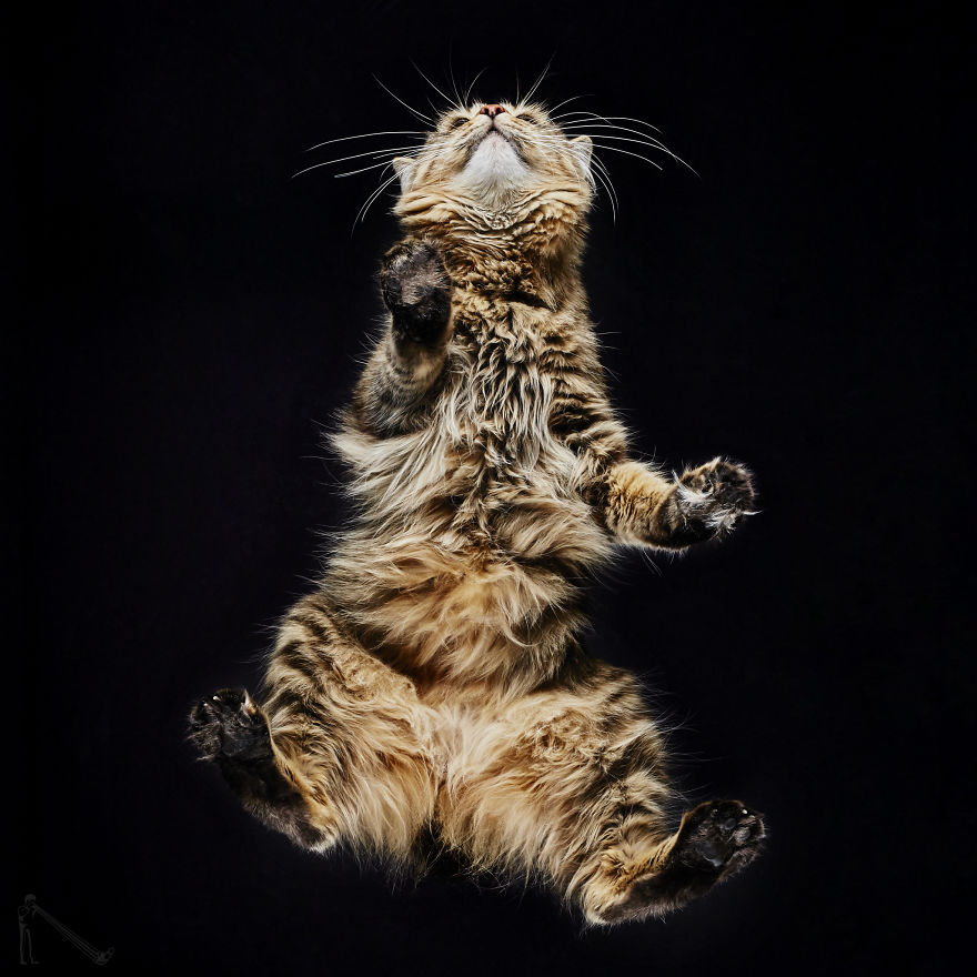 Under-cats 2. I Photograph Cats From Underneath