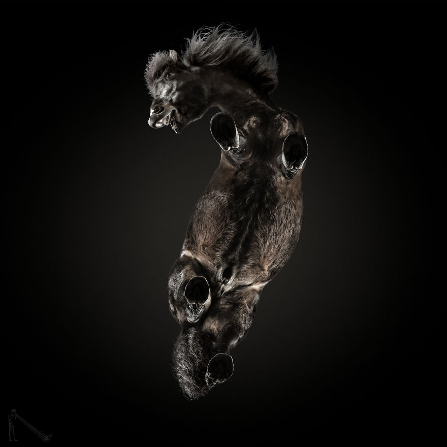 Under-horse: I Photograph Horses From Underneath