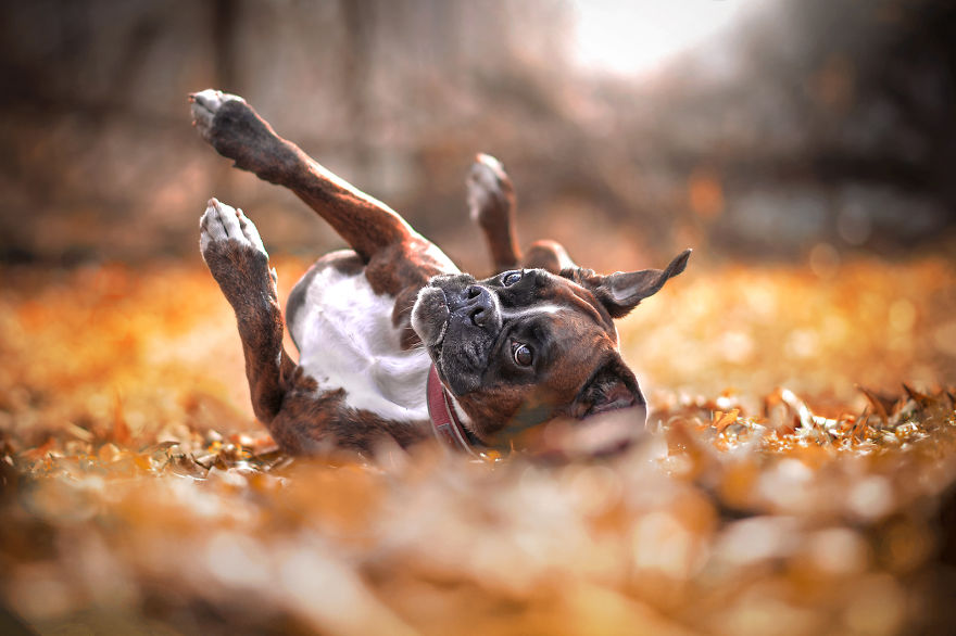 Meet Strawberry The Most Expressive Boxer Who Loves Hiking Meet Strawberry The Most Expressive Boxer Who Loves Hiking