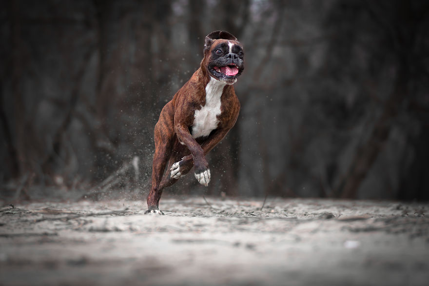 Meet Strawberry The Most Expressive Boxer Who Loves Hiking Meet Strawberry The Most Expressive Boxer Who Loves Hiking