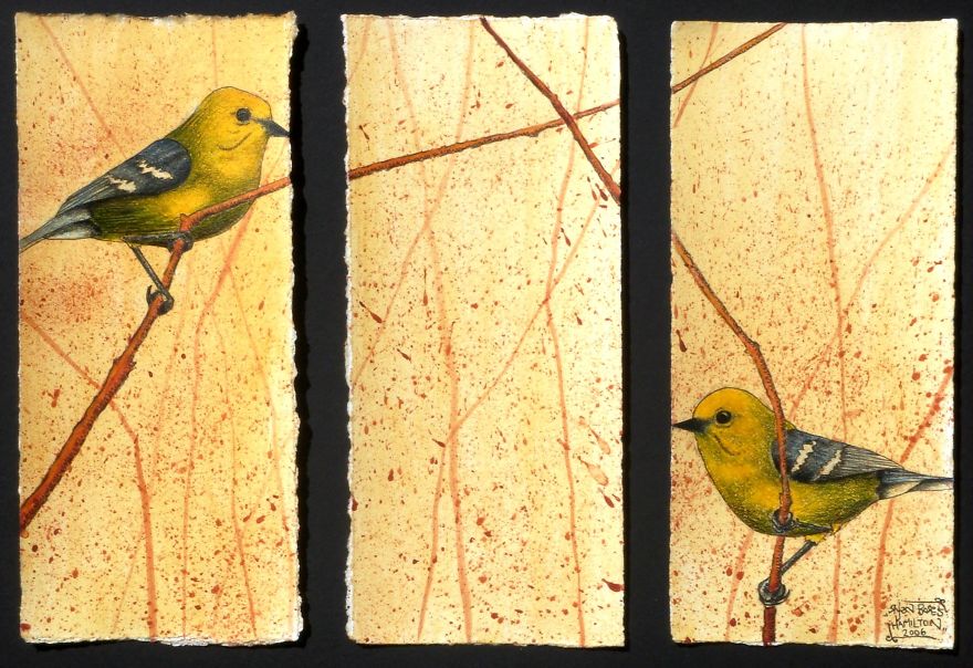 I Like To Draw Birds, Here Are Some Of My Favourites.