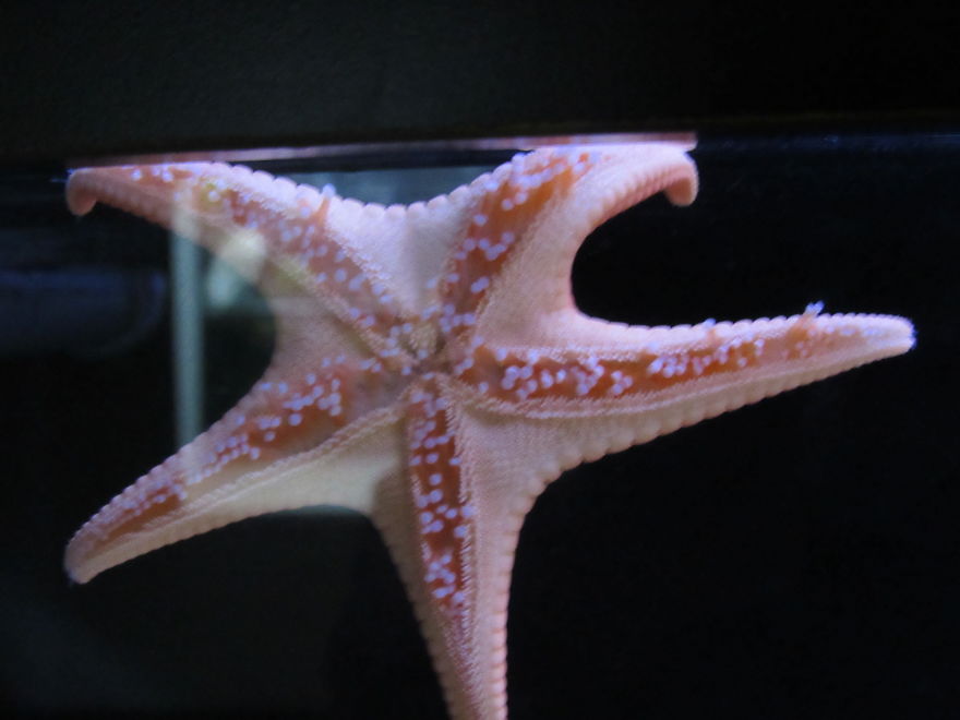 9 Year Old Wants To Become Photographer And Does