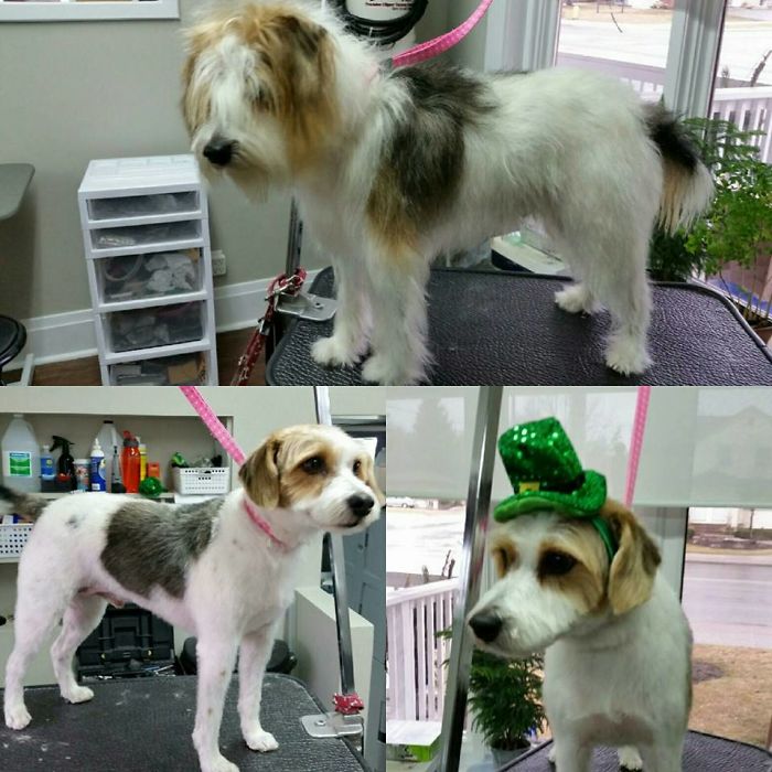 My Good Boy Before And After The Groomer.